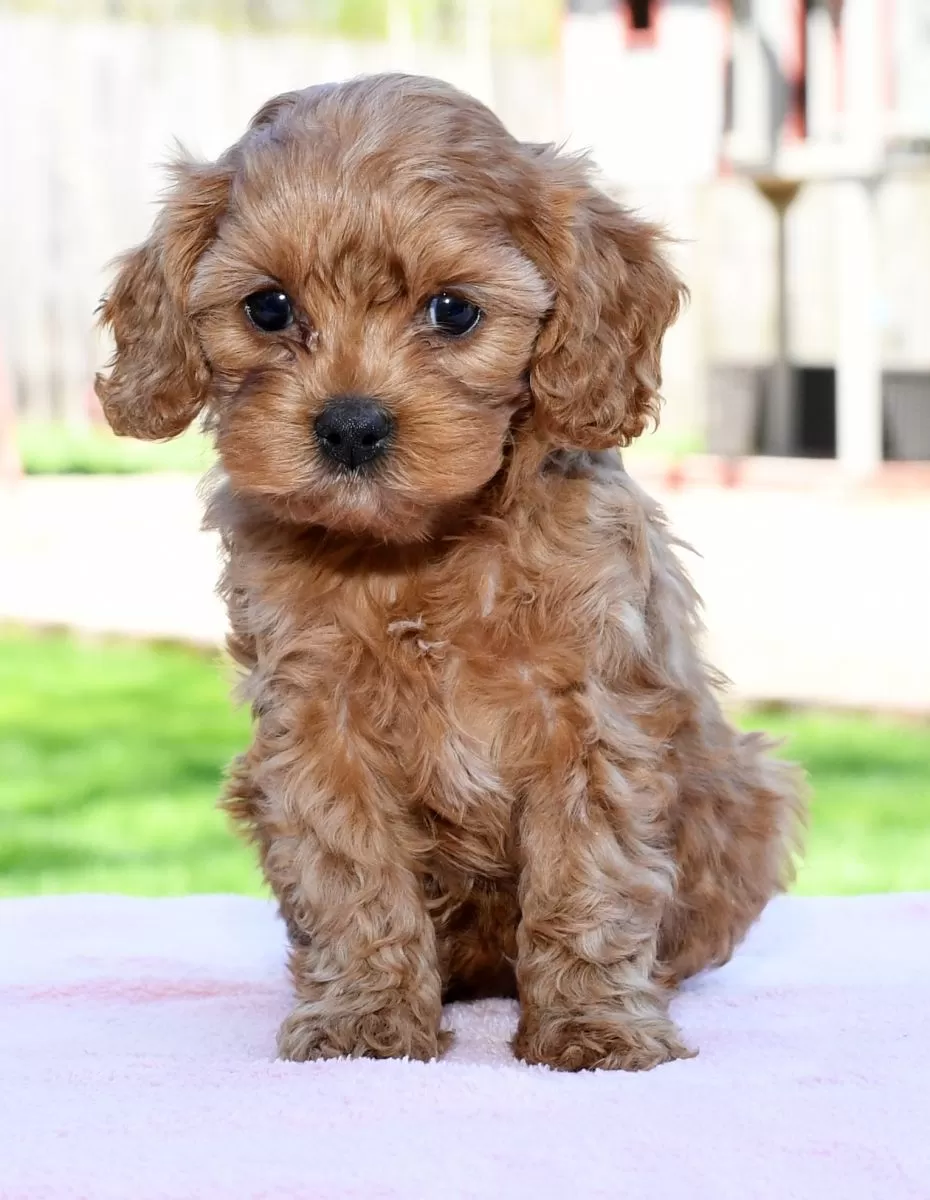 do cavapoos get along with dogs