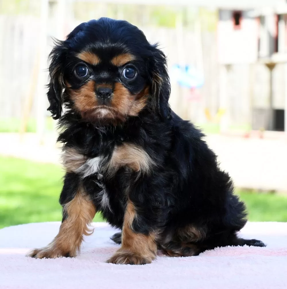 Cavalier King Charles Spaniel